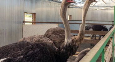 Pseudomor (newcastleská choroba) u pštrosů - příčiny, příznaky, léčba